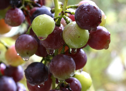 葡萄 水果 假期 绿色的 加州 收获 多叶的 聚宝盆 酒厂图片