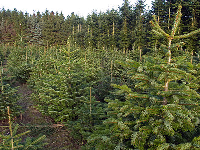 圣诞树林面积 场地 松树 绿色的 自然 保护 圣诞节 零售背景图片