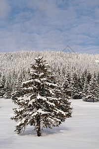 科帕尼克白雪松背景