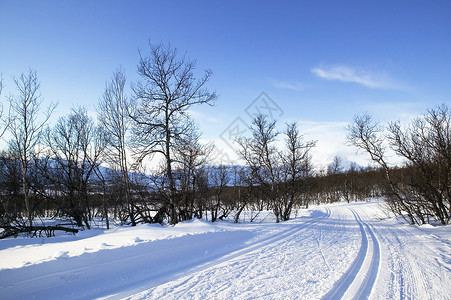 跨国家滑雪拖车 旅游 寒冷的 高山 天气 森林 游客 冻结背景图片