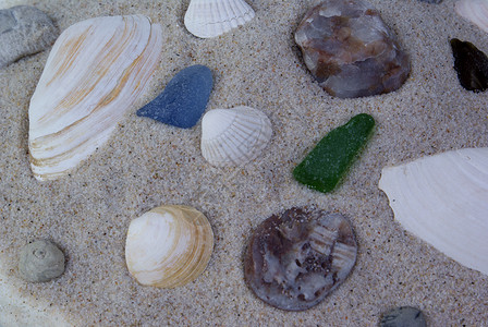 沙壳和贝壳背景图片