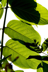 植物树叶背景图片