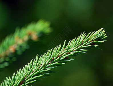 常绿分支 季节 假期 森林 植物 圣诞节背景图片