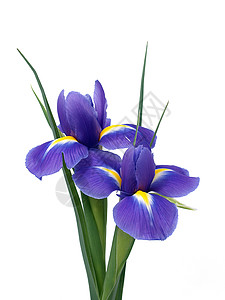 蓝花花 情人节 开花 白色的 植物 绽放 夏天 春天 花的图片