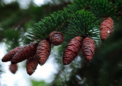 圣诞锥体 圣诞节 季节 自然 树 冬天 绿色的背景图片