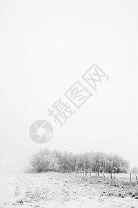 草原雾 寒冷的 天气 场地 独角戏 冰 七月 团体高清图片