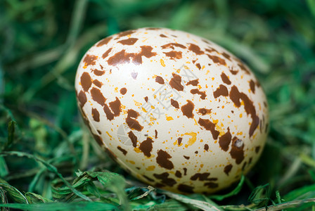 斑点鸡蛋 选择性焦点 白色的 装饰的背景图片