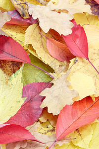 秋秋叶 感恩 假期 秋天的颜色 季节 植物 叶子背景图片