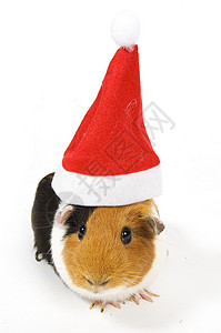 戴圣诞帽子的白猪背景图片