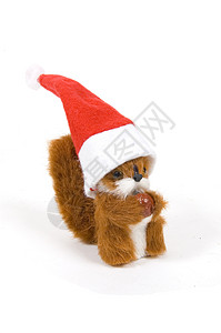 穿着圣诞帽子的可爱肥松鼠背景图片