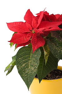 暗红色星纹特效美丽的圣诞之星 植物区系 树叶 圣诞传统 圣诞节 假期 圣诞背景 叶子背景