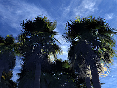 棕榈树 户外 天气 植物群 气氛 云 热带 自然 户外的背景图片