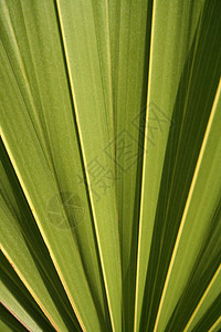 棕榈扇形闭合背景图片