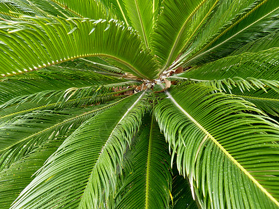 棕树树叶 澳大利亚 户外的 户外 热的 椰子 棕榈 天空 热带图片