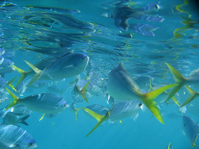 鱼学校旅行热带高清图片