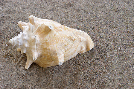海螺壳 螺旋 异国情调 假期 贝壳 美丽的 支撑 海岸 热带背景图片