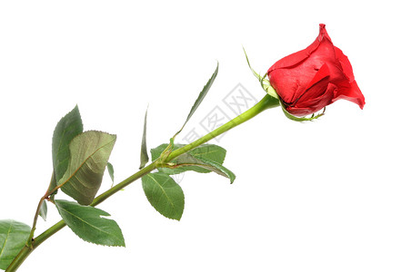 红玫瑰 假期 植物 美丽 花瓣 花的 红色的 叶子 情人节图片