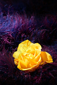 柔软羽毛的玫瑰花朵紫色背景 花瓣 花的 假期 花束图片