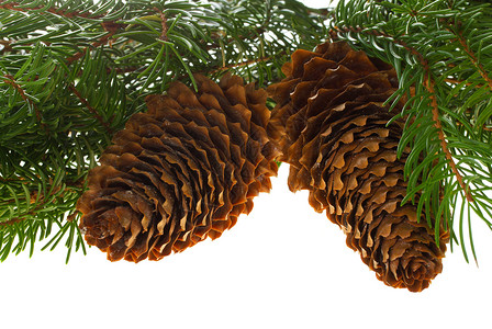 带锥子的fir树 白色的 冷杉 标题 十二月 锥体 细绳背景图片