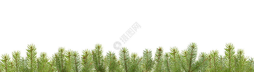绿色树枝边框来自 firtree 树枝的边框 圣诞节 优雅背景