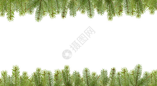 绸带标题边框来自 firtree 树枝的边框 绿色的 标题背景
