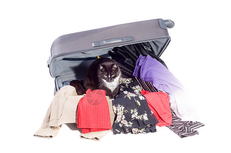 收拾行李猫手提案 黑色的 纺织品 裙子 猫 航程 坚硬的 旅游背景