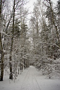 森林的冬季 公园 自然 构 冬天背景图片