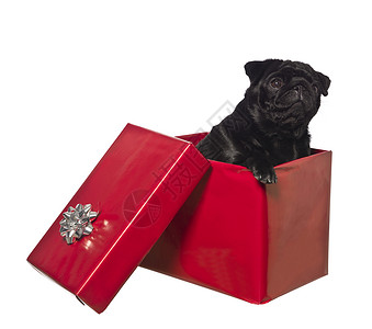 礼物盒里的狗 偷看 小狗 包装纸 猎犬 展示 假期背景图片