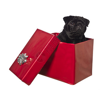 礼物盒里的狗 包装纸 假期 圣诞礼物 展示 动物 生日背景图片