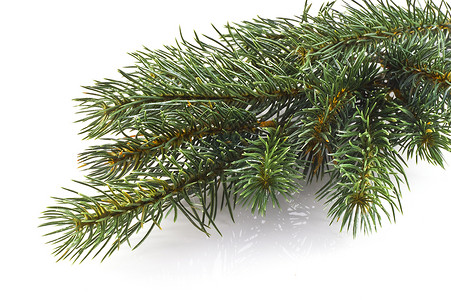圣诞树枝 假期 季节 冬天背景图片