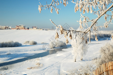 冬季风景 树木霜冻图片