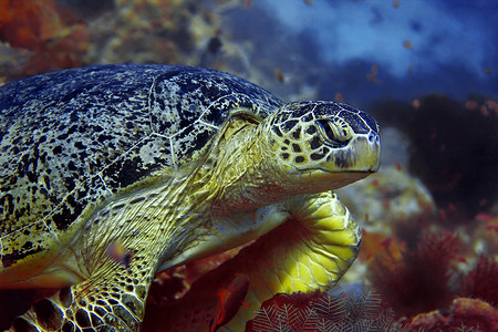 玳瑁龟绿海龟 皱纹 游泳 水 西巴丹岛 浮潜 礁 八龙 鱼 旅行背景
