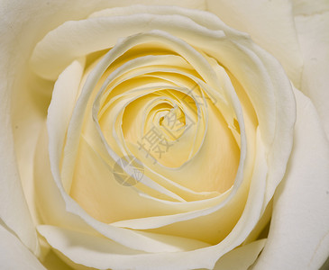 白玫瑰1图片