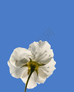 植物 梨子 白天 叶子 传统 蓝色的背景图片