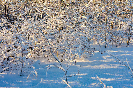 每个树枝上都下大雪背景图片