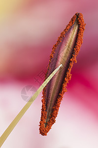 百合花花粉粉花芯的细节 花束 季节 花瓣 自然 夫妻背景图片