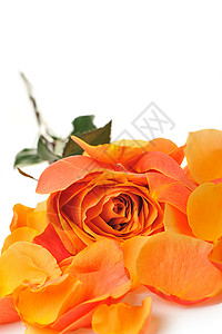 玫瑰与花瓣 婚姻 礼物 庆祝 爱 快乐的 开花背景图片