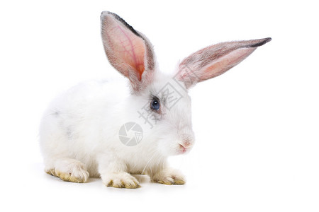 兔子新年快乐 快乐的 野兔 居住 白色的背景图片