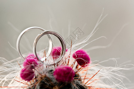 仙人掌中两个结婚戒指 宝石 早晨 婚姻 婚礼 美丽的图片