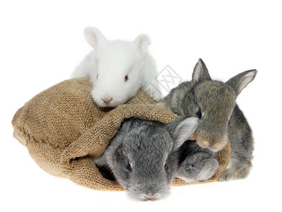 兔子从袋子里往外看袋子里有三只小兔子背景