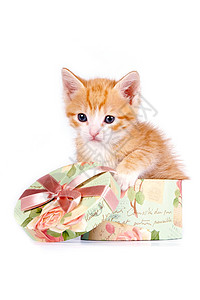 礼盒里的小猫红小猫在礼物盒里 好玩的 动物 丝带 假期 纸板 虎斑背景