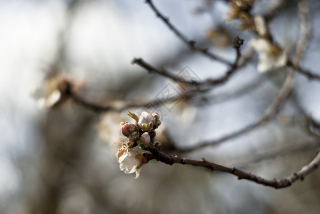 杏仁树 坚果 芽 季节 西西里 盛开 花园 花瓣图片