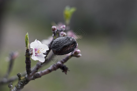 杏仁树 节日 公园 晴天 季节 夏天 植物学 芽 自然图片