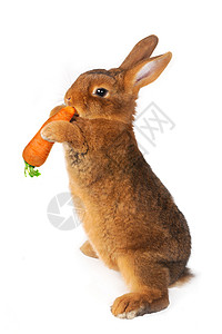 棕色兔子 美丽的 金子 漂亮的 自然 爪子 动物背景图片
