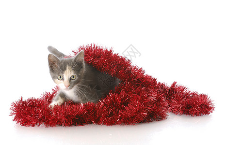 欢乐的圣诞小猫 柔和的 圣诞节 动物群 哺乳动物 婴儿 花环背景图片