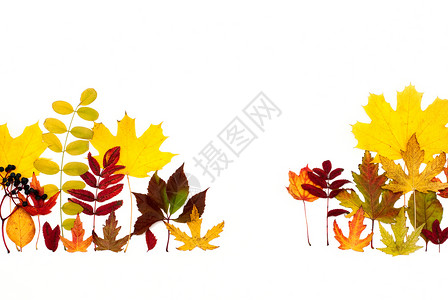 秋天的落叶不一样 假期 纹理 团体 自然 橙子 叶子背景图片