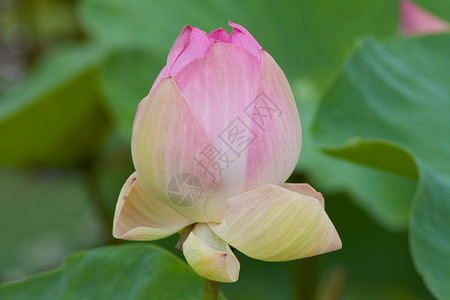 带水的美丽莲花 迷人的 圣洁 浪漫的 浪漫 植物 湖 叶子背景图片