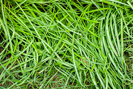 绿草表面 春天 农村 绿色的 三叶草 自然 生长 地球图片