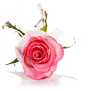 玫瑰花花 新鲜 脆弱性 花束 爱 美丽 礼物背景图片