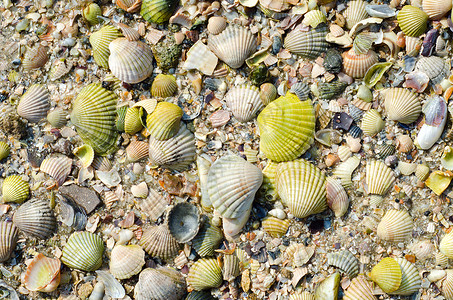 以沙为背景的绿海贝壳图片